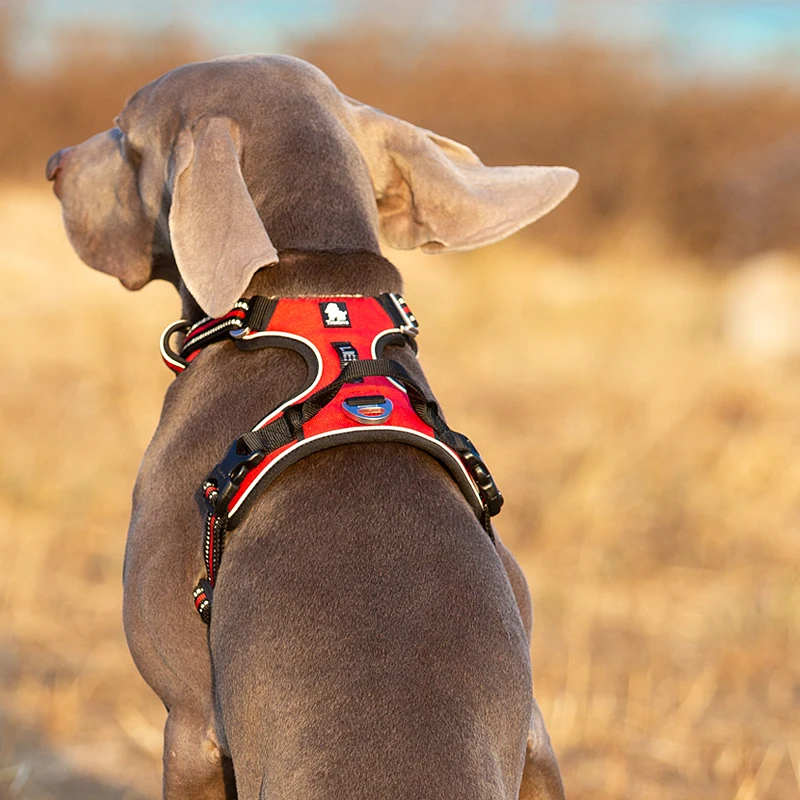 Truelove Pet Reflective Nylon  - огляд і ціна Running Gear Dog