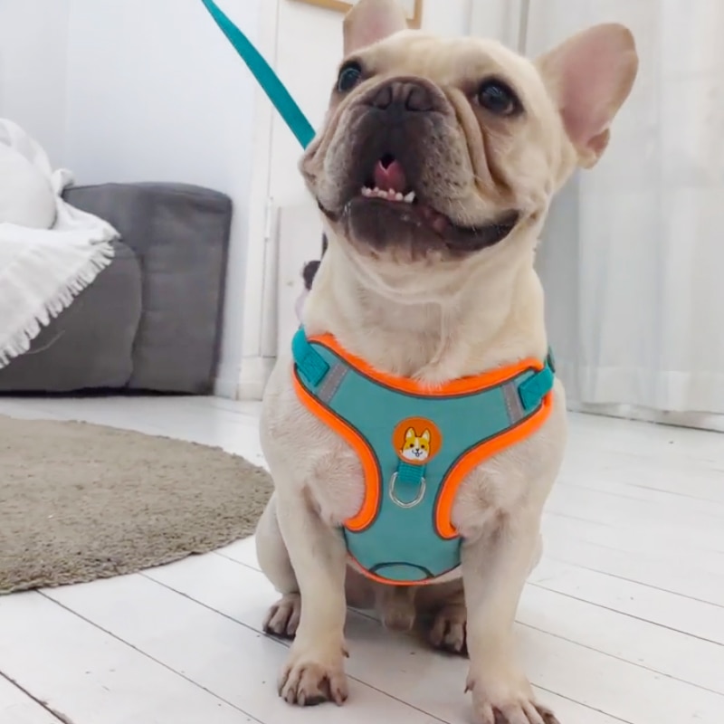 Adjustable No Pull Pet Reflect - огляд і ціна Running Gear Dog